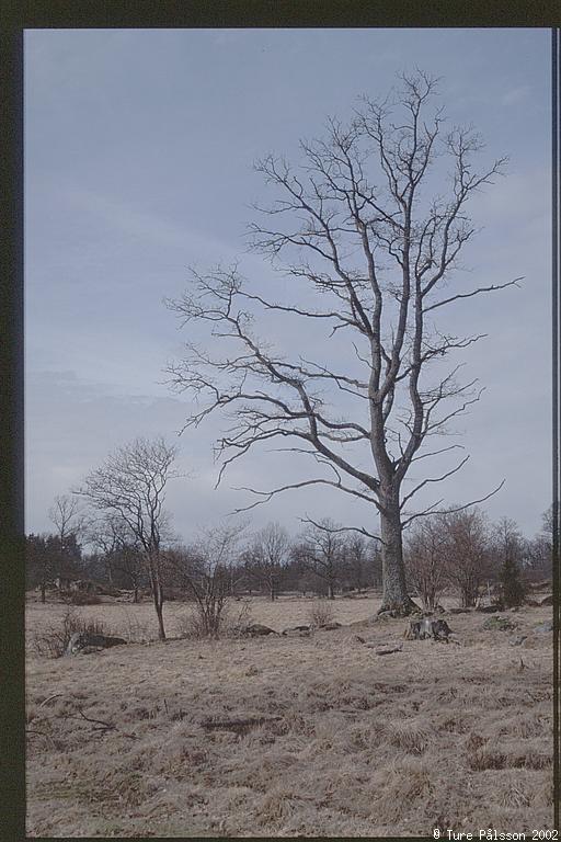 Trees, Tinnerö