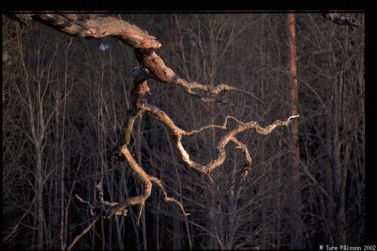 Oak branch, Tinnerö