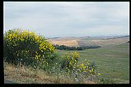 Flowers and fields