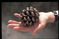 Pine (Pinus pinea, probably) "cone"