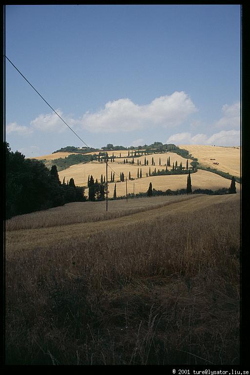 Cypress zig-zag, Val d'Orcia