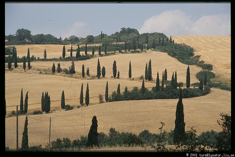 Cypress zig-zag, Val d'Orcia