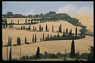 Cypress zig-zag, Val d'Orcia