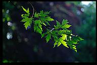 Leaves, Trädgårdsföreningen