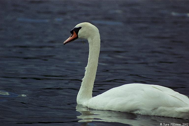 Swan, the Serpentine