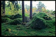 Forest, Tinnerö