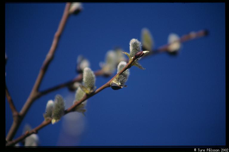 Why you should not shoot tree branches with a shallow depth of field