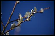 Why you should not shoot tree branches with a shallow depth of field