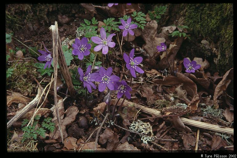 Blue flowers, nature reserve, Sturefors