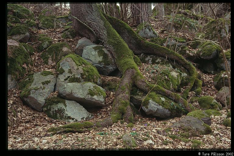 Tree roots on rocks, nature reserve, Sturefors