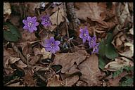 Blue flowers, nature reserve, Sturefors