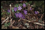 Blue flowers, nature reserve, Sturefors