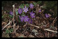 Blue flowers, nature reserve, Sturefors