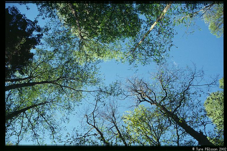 Sky through the foilage from the bottom of the ravine, Stjärnorp