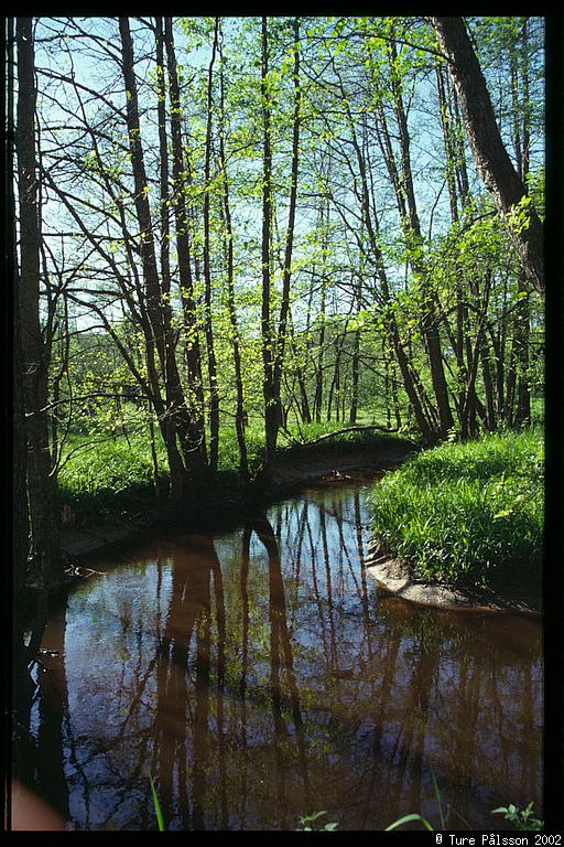 The stream, Stjärnorp