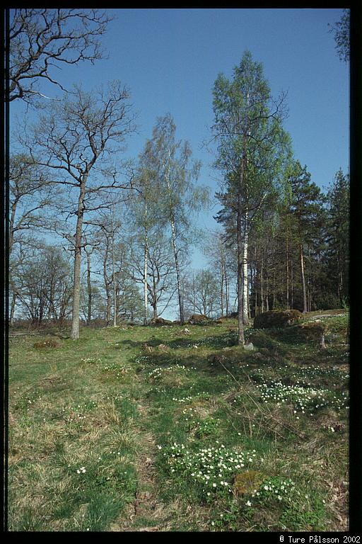 Spring flowers, Tinnerö