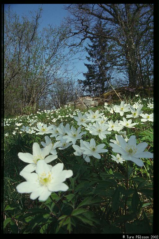 (Anemone nemorosa), Tinnerö