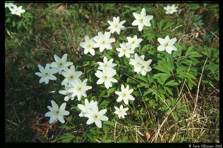 (Anemone nemorosa), Tinnerö