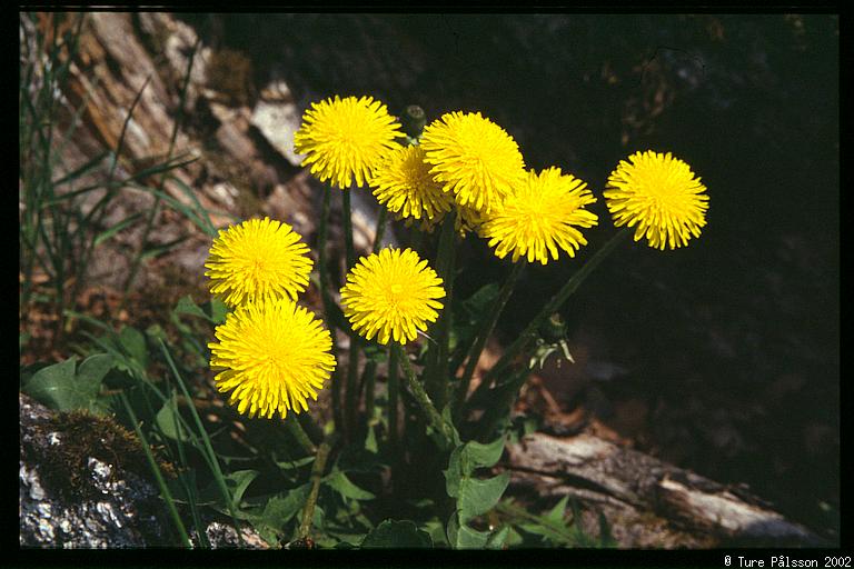 (Taraxacum vulgare), near Tinnerö