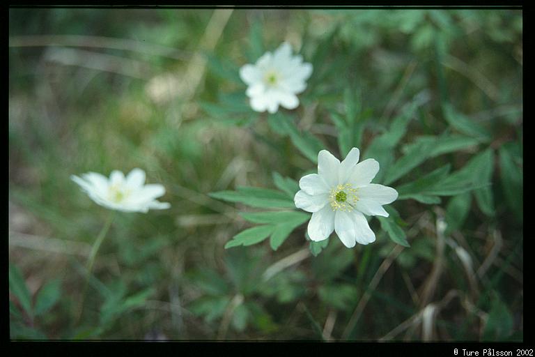 (Anemone nemorosa), Tinnerö