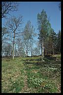 Spring flowers, Tinnerö