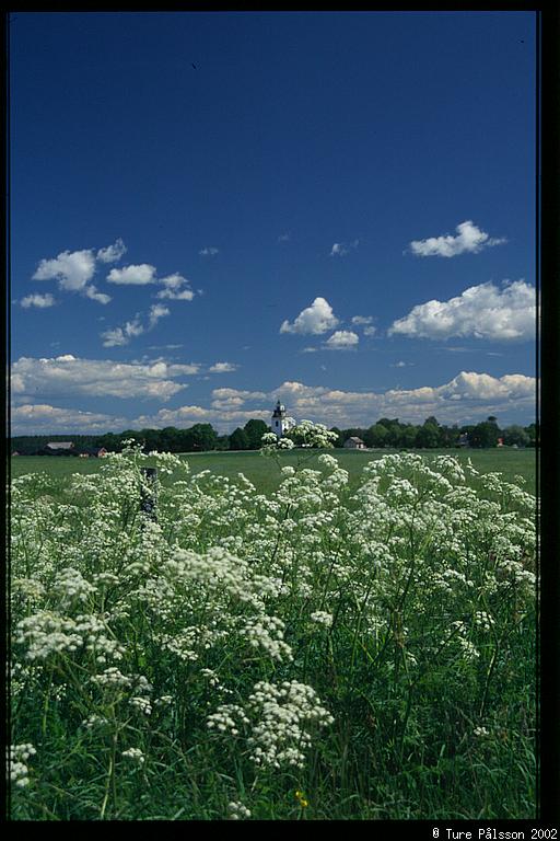 Rystad church, white flowers (Anthriscus silvestris, Hundkäx?) in foreground