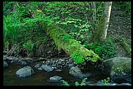 At the bottom of the ravine, Stjärnorp