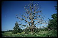 Old oak, Tinnerö