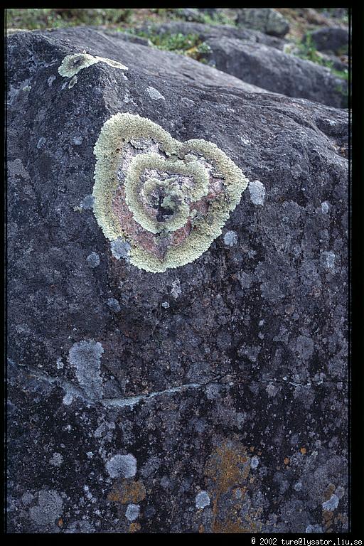 Lichen on rock, dead fall, Storforsen