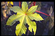 Ricin leaf, herbal garden, Gamla Linköping