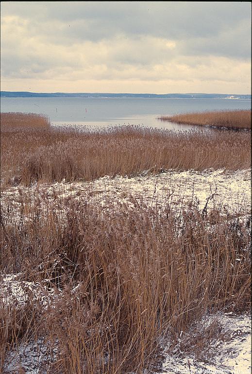 Lake Roxen shore at Stångån