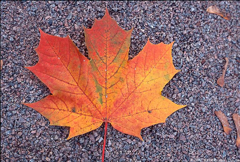 Orange maple leaf on gravel