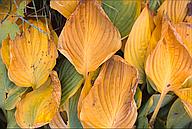 Yellow leaves