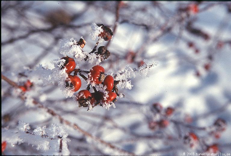 Frozen berries