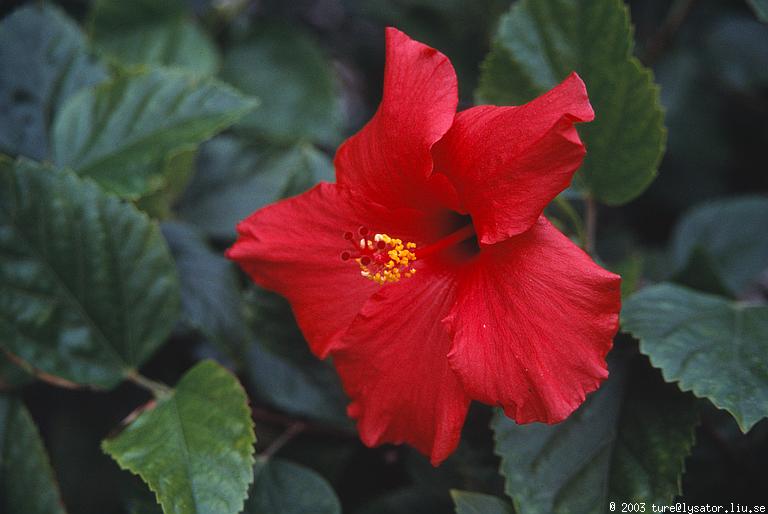 Red flower