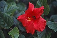 Red flower