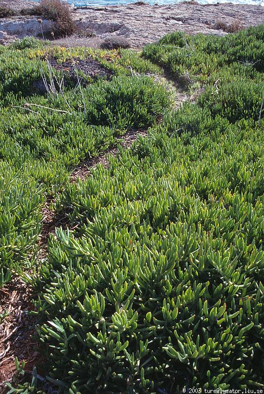 Ground-covering plants