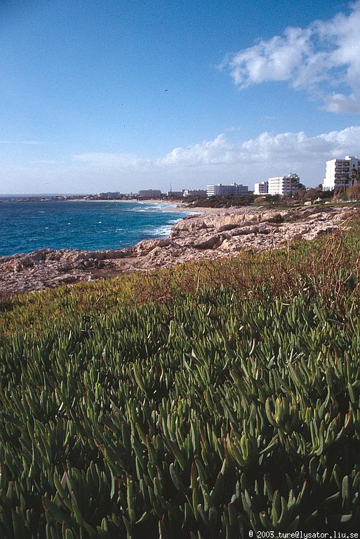 Ground-covering plants and landscape