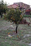 Orange tree, Lefkara