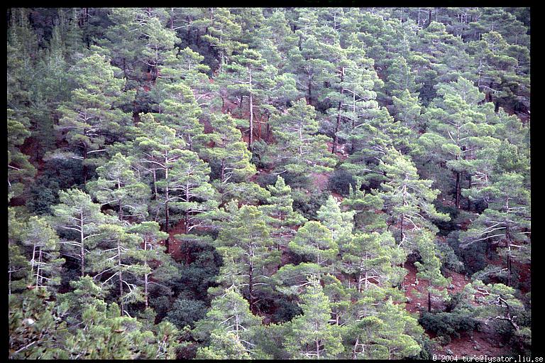 Trees, Troodos