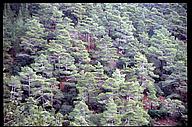 Trees, Troodos